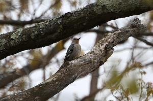 061 Woodpecker, Red-bellied, 2023-04298380 Broad Meadow Brook, MA